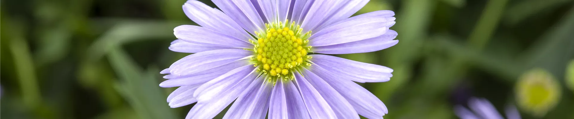 Brachyscome iberidifolia