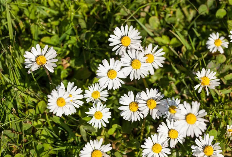 Bellis perennis