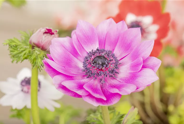 Anemone coronaria