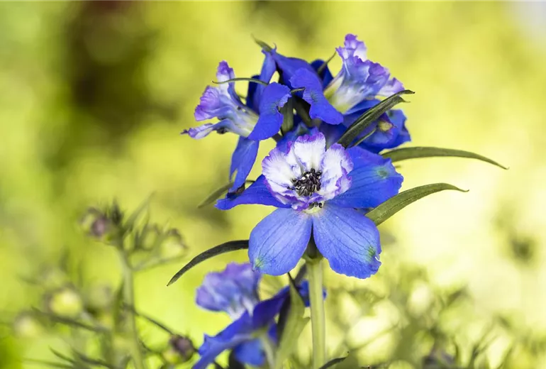 Delphinium, blau