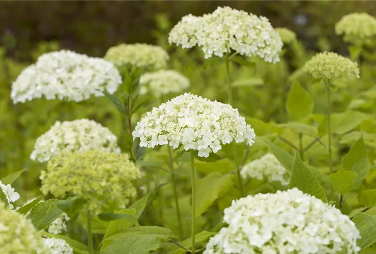 Hydrangea arborescens