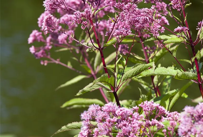 Eupatorium fistulosum 'Humble'
