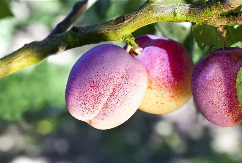 Prunus domestica 'Avalon'