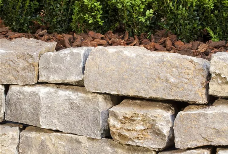 Buxus sempervirens