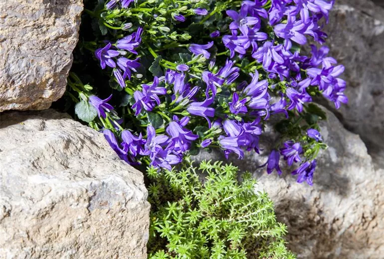 Campanula