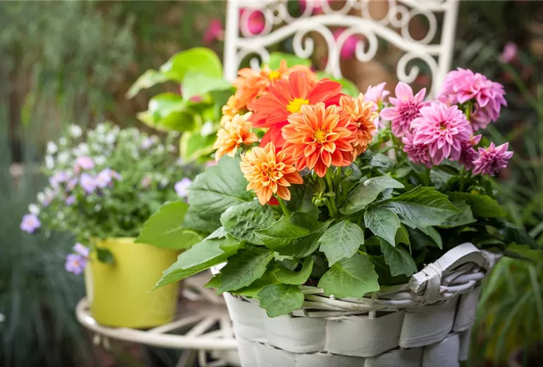 Dahlia