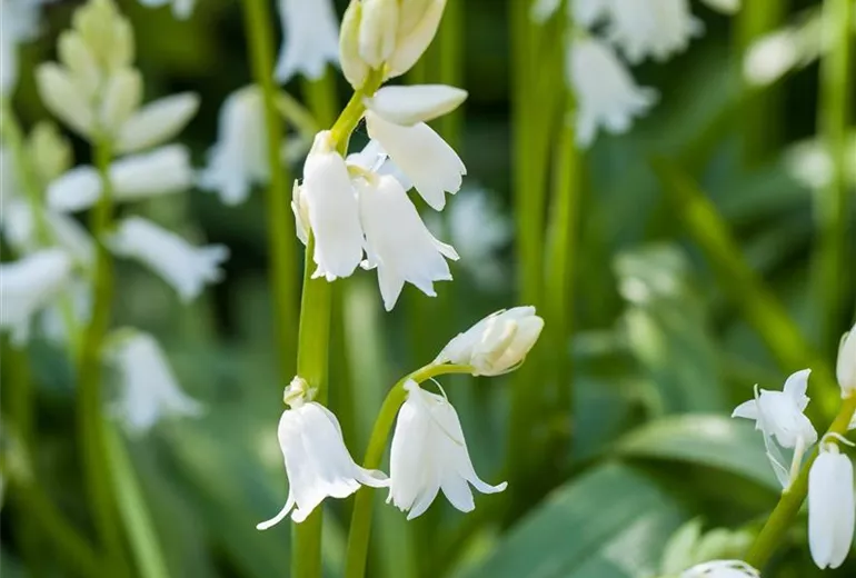 Hyacinthoides hispanica