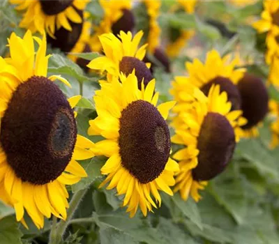 Der goldene Herbst wird bunt: die Top 8 der Herbstblumen