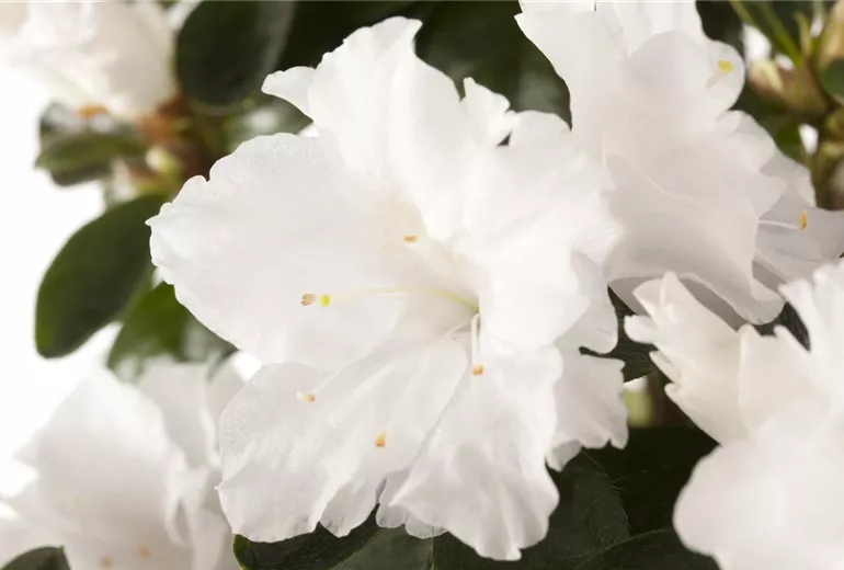 Rhododendron simsii, weiß