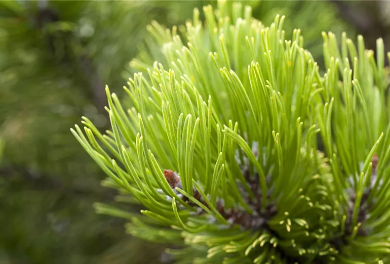 Pinus mugo
