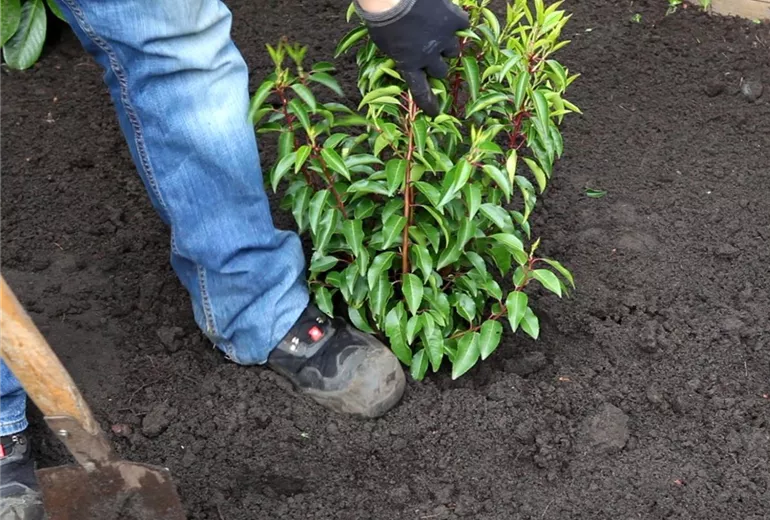 Portugiesischer Kirschlorbeer - Einpflanzen im Garten (4)