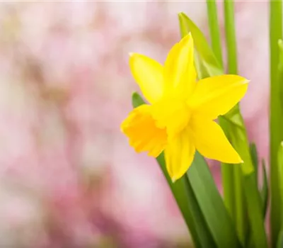 Frühling auf dem Balkon: Frühblüher pflanzen im Herbst