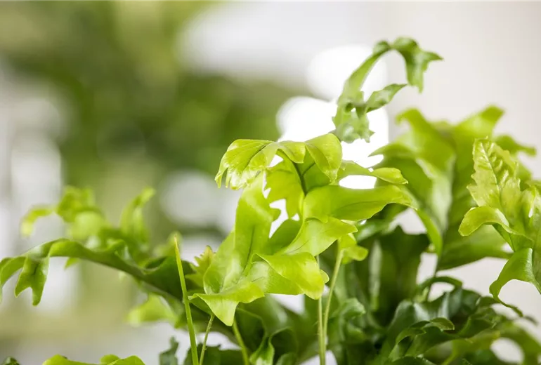 Phlebodium 'Nicolas Diamond' Phlebodium 'Nicolas Diamond'