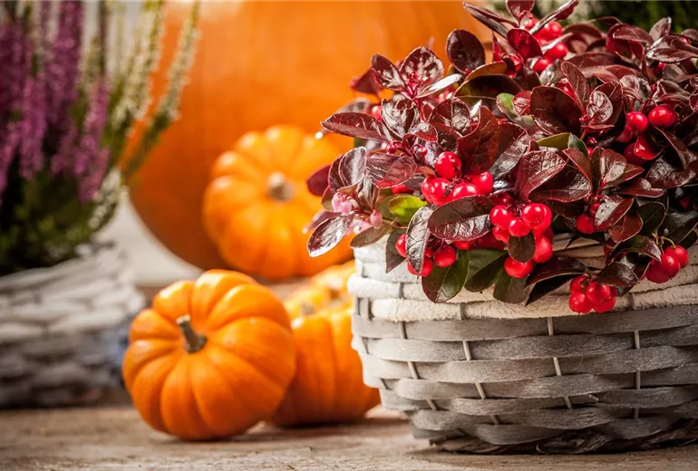 Gaultheria procumbens Gaultheria procumbens