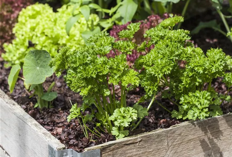 Petroselinum crispum Petroselinum crispum
