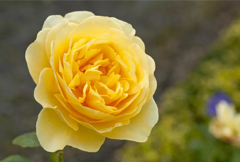 Englische Rose, gelb Englische Rose, gelb