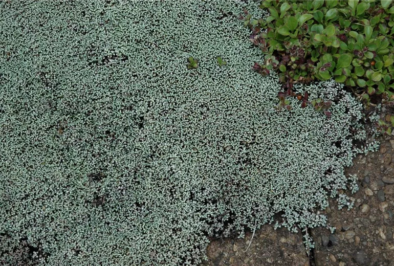 Raoulia australis Raoulia australis