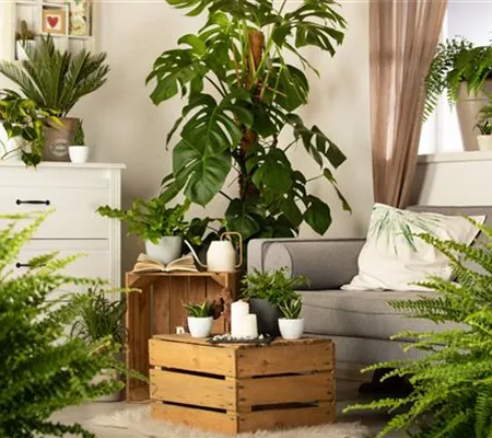 Ein Dschungel im eigenen Wohnzimmer