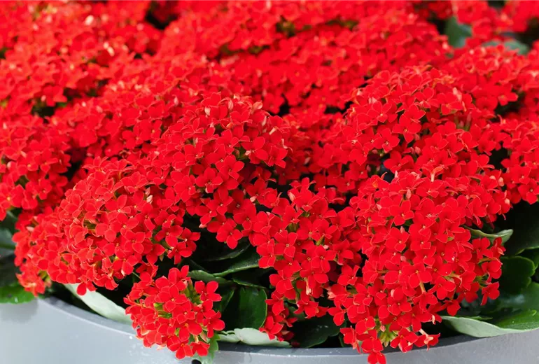 Kalanchoe blossfeldiana 'Lipstick' Kalanchoe blossfeldiana 'Lipstick'