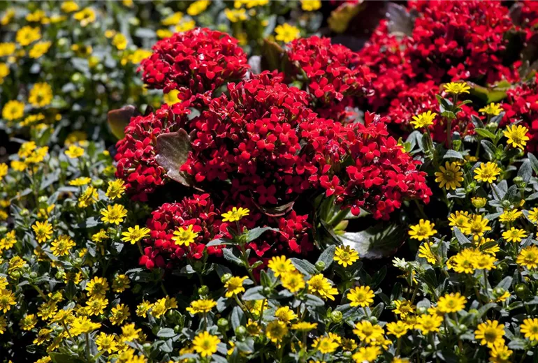 Kalanchoe blossfeldiana Kalanchoe blossfeldiana