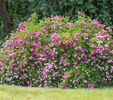Historische Rosen – Schönheit mit einer langen Geschichte