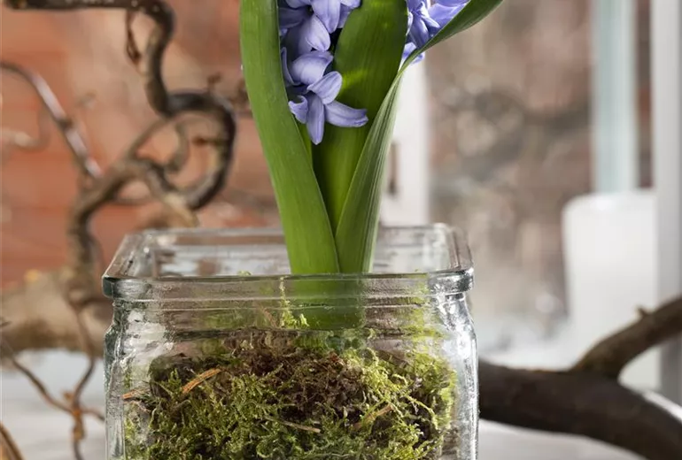 Hyacinthus