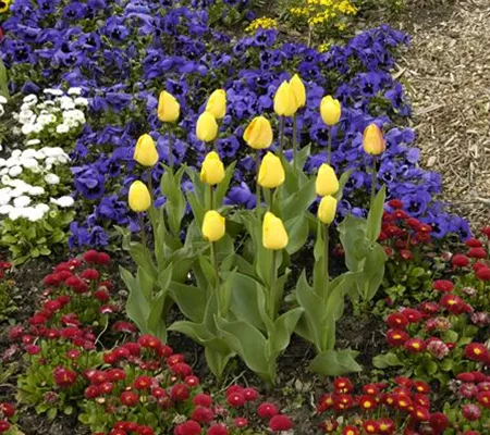 Zwiebellaub braucht eine professionelle Behandlung!