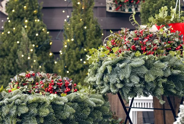 Gaultheria procumbens