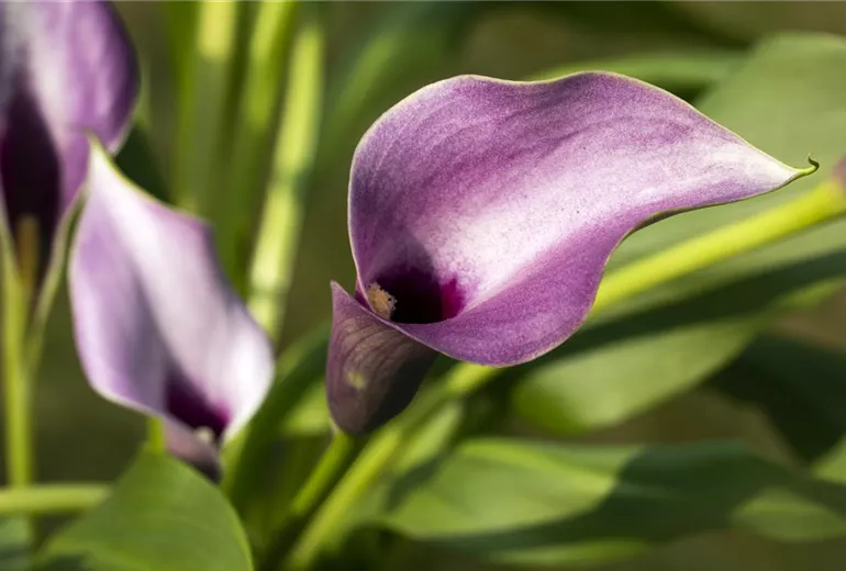 Zantedeschia aethiopica, lila
