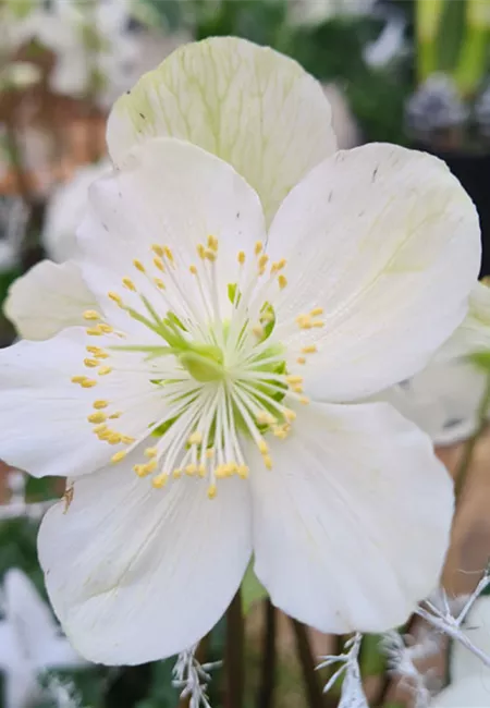 Friedhofsgärtnerei Friedhofsgärtnerei