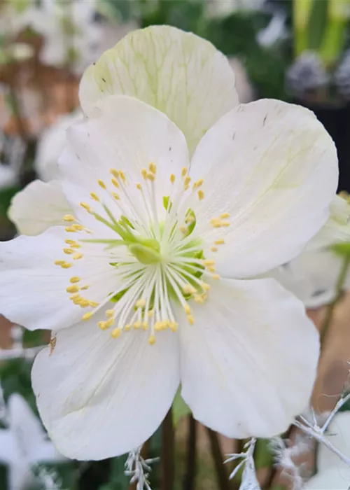 Friedhofsgärtnerei Friedhofsgärtnerei