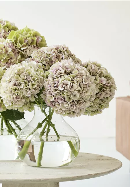 Wohnaccessoires & Deko Wohnaccessoires & Deko