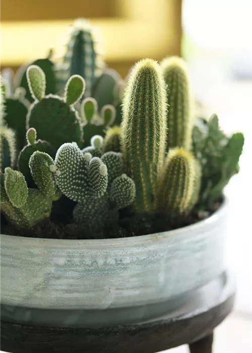 Gartencenter Gartencenter