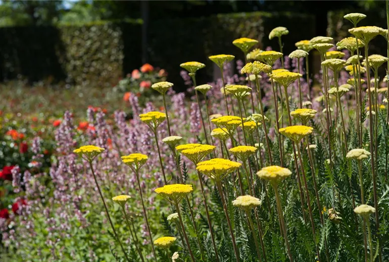 Achillea filipendulina