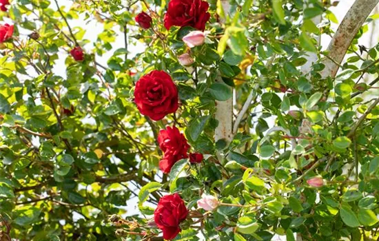 Veredelung von Rosen Veredelung von Rosen