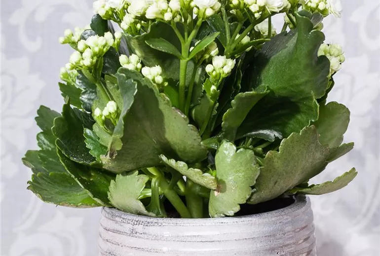 Kalanchoe blossfeldiana, weiß