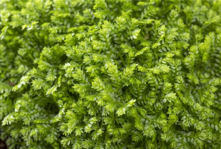 Selaginella apoda