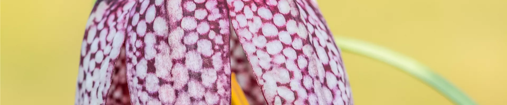 Fritillaria meleagris