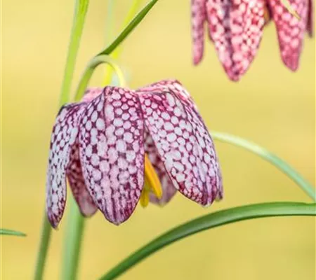 Schachbrettblumen im Garten