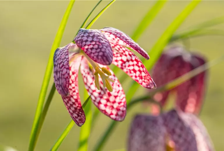 Fritillaria meleagris