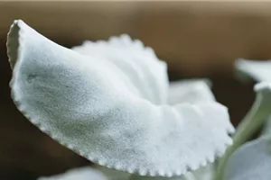 Silberblatt (Senecio) - Einpflanzen im Garten Silberblatt (Senecio) - Einpflanzen im Garten