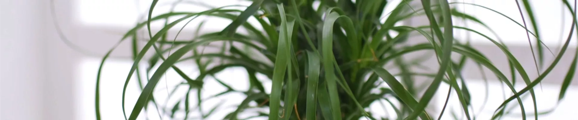 Elefantenfuß - Einpflanzen in ein Gefäß (thumbnail)