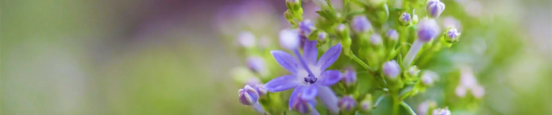 Blaues Halskraut - Einpflanzen im Garten (Thumbnail)