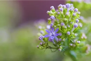 Blaues Halskraut - Einpflanzen im Garten