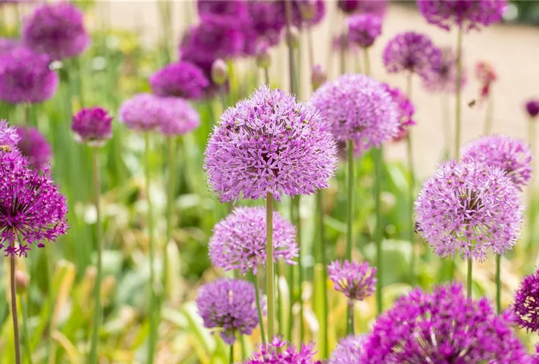 Allium aflatunense Allium aflatunense