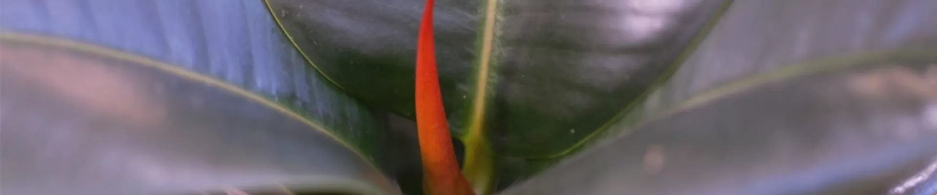 Gummibaum - Umtopfen (thumbnail)