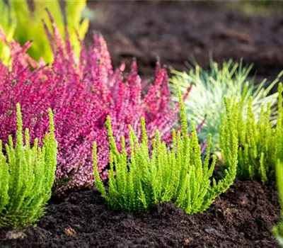 Die Sommerheide bringt Farbe in den Herbst