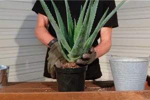 Aloe Vera - Umtopfen