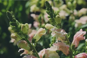 Löwenmaul - Einpflanzen im Garten