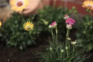 Strandgrasnelke - Einpflanzen im Garten